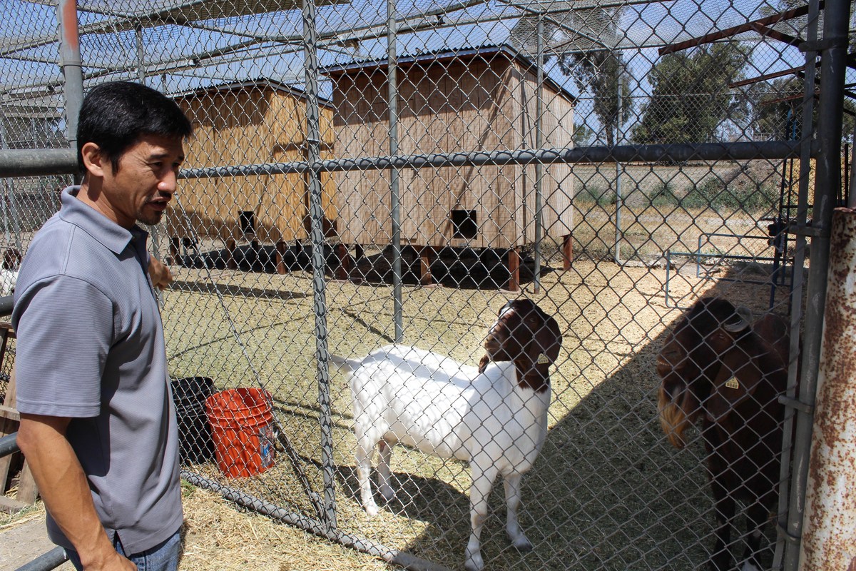 Lions that farm? Only at Westminster High School